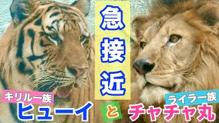 壁に立ち上がるチャチャ丸‼️見つめ合うふたり - YouTube