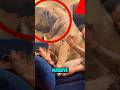 You wont believe how massive this dog is!😳 #shorts #viral
