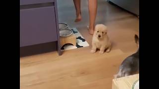 9GAG Cute   This smol pawtato waiting for dinner