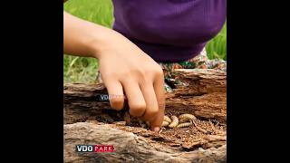 Crispy Insect Feast! Girl’s Bold Street Food Experience 🍴 | VDO park #foodiefun #mukbang #food