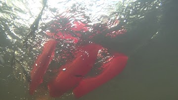 RDI Stream Pro and drogue