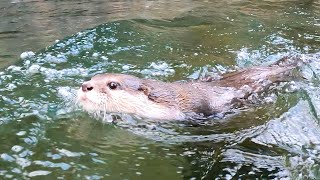 The otter is swimming in the Doshi River today as usual [Otter life Day 462]