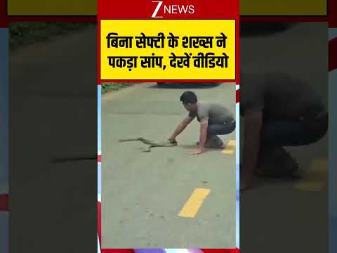 Viral Video: बिना सेफ्टी के शख्स ने पकड़ा सांप, देखें वीडियो #trending #ytshorts