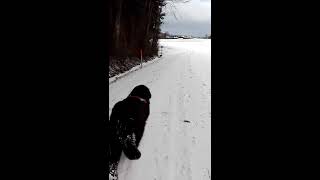 Hunderudel Der Wächter Und Sein Leithund