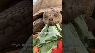 Here’s 80lbs of gentle giant energy 🧡 #sulcatatortoise #tortoise #pets #animals #cute #sulcata
