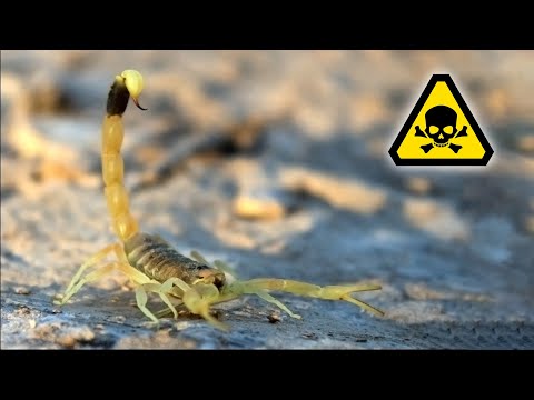 Самые токсичные скорпионы в нашей коллекции — «крадущаяся смерть» и «южный человекоубийца»