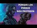 Porque los perros nos protegen incluso de demonios