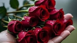 LR Shahla is live welcome in my live