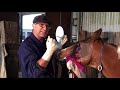 Equine Eye Removal