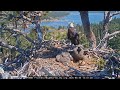 Big Bear eaglets named; one honors beloved leader