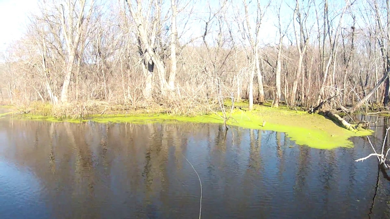 Hammer handles in the Mississippi backwaters on a fly.