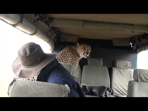 Cheetah in the Car: Face to Face with a Cheetah in the Masai Mara