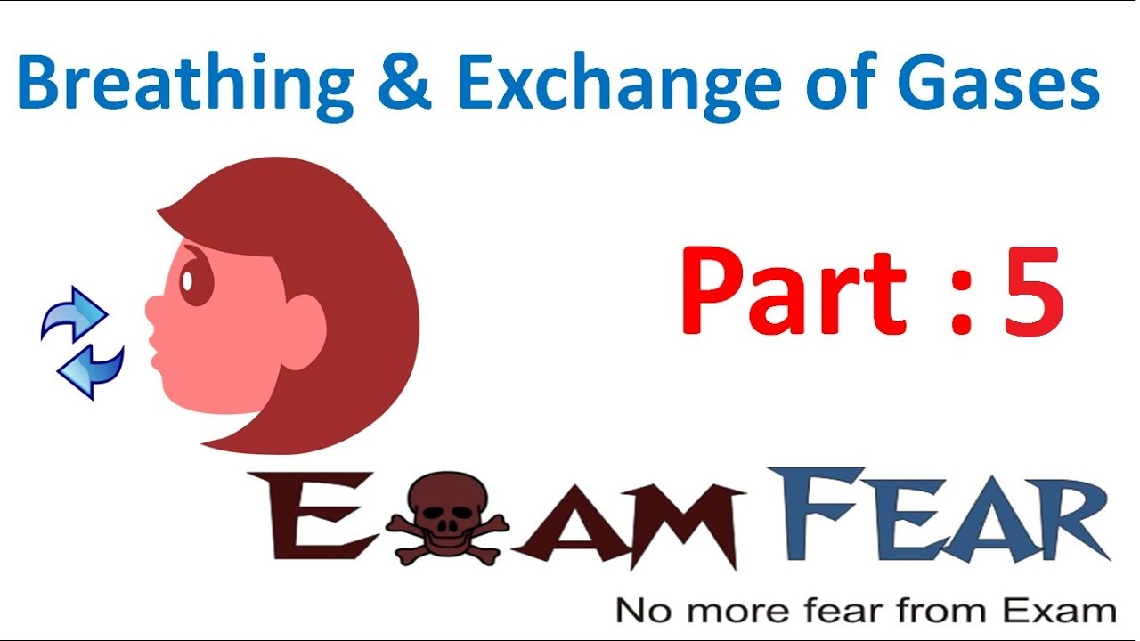 fear exam 7 class of Breathing Gases Exchange part 5 (Human & Biology