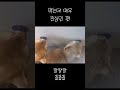뚱냥이 두마리 #고양이 #cat #크림냥 #고양이일상 #cute