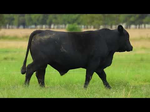 RBU LOTE 35   TAT 1761 M Ultrablack