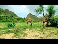 Beauty of tharparkar  tharparkar beautiful scenes after rain 2022  thar sindh nagarparkar