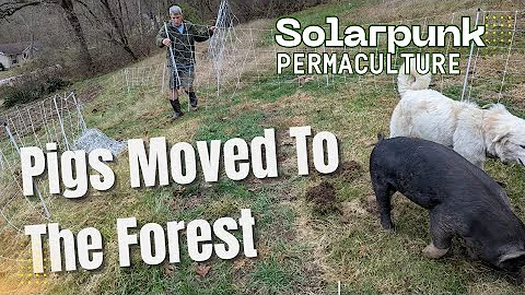 Pigs Moved to the Forest | New Pasture, New Purpose #homesteadlife #growyourownfood #sustainable