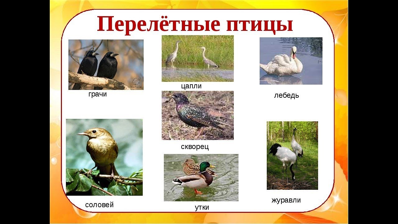 Фото Перелетных Птиц Для Детей