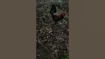 Bẫy gà rừng mang mồi tơ đi bẫy , tập rừng lần đầu và cái kết viên mãn