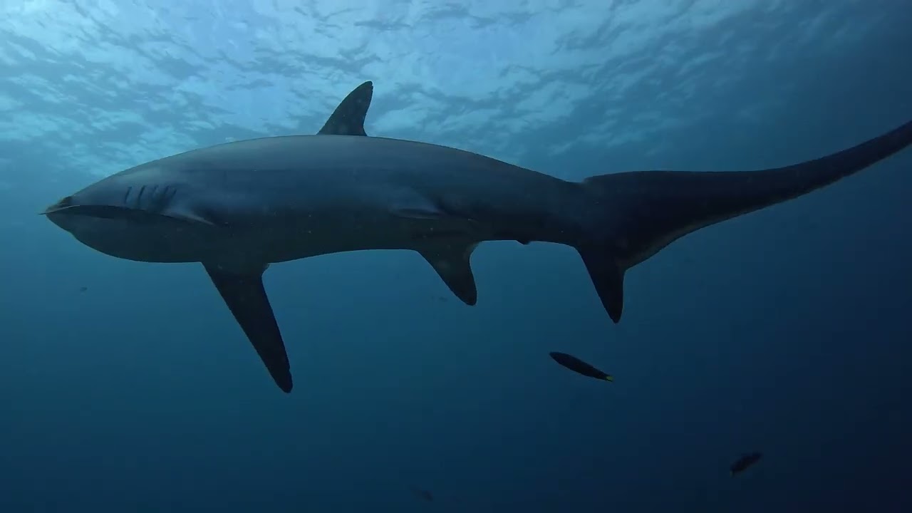 Malapascua Thresher Sharks