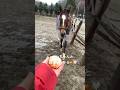 「みかん持ってくるね」ゴンとの約束🍊🤍 #horse