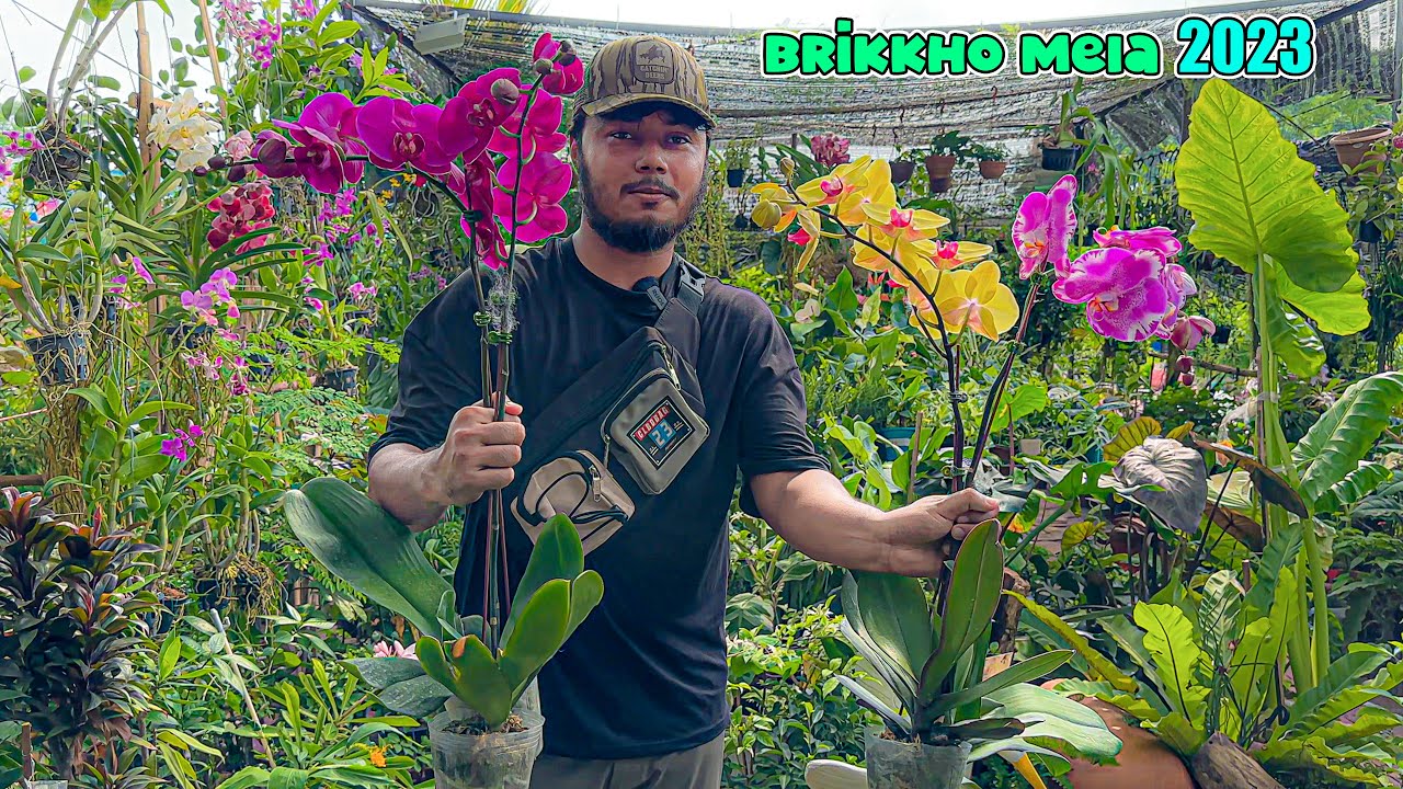 দারচিনি গাছ এনেছি জাতীয় বৃক্ষ মেলা ২০২৩ থেকে