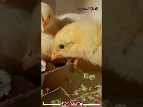 تفتكر ليه الفيوم سموها بلد الكتاكيت