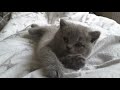 British Shorthair.  Very sweet Juno *cattery Calmcat British Shorthair