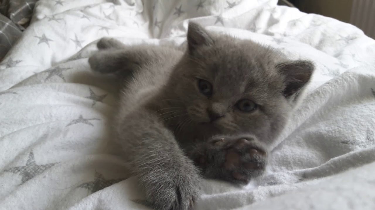 British Shorthair.  Very sweet Juno *cattery Calmcat British Shorthair