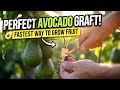 Watch‼️how to easily graft an avocado plant step-by-step! #homegarden #gardeninghacks 