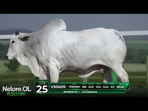 LOTE 25