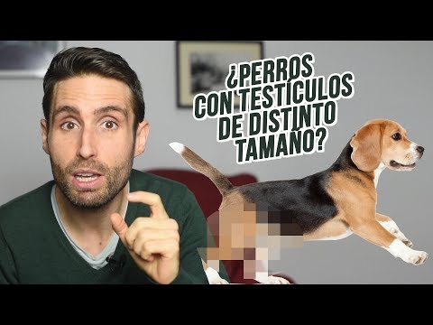 Video: Testículos De Tamaño Pequeño En Perros