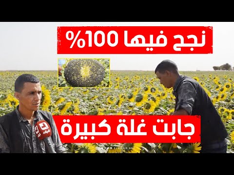 حقق نجاحا باهرا في زراعة عب اد الشمس بتيارت شاهد كيف تمكن شاب من زرعها رغم المناخ الصعب لولايته