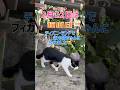 【野生の⁉️】ディズニーランドで猫グリ🐈🖤🤍