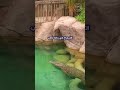 شاهد ما حدث عندما قرر هذا الرجل دخول بركة تحتوي على تمساح ضخم 