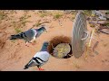 Best Pigeon Bird Trap Using Cover Pot / Amazing Quick Unique DIY Bird Trapping