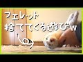 新しく考えた遊びがまさにイタチごっこ - ferret lab #166
