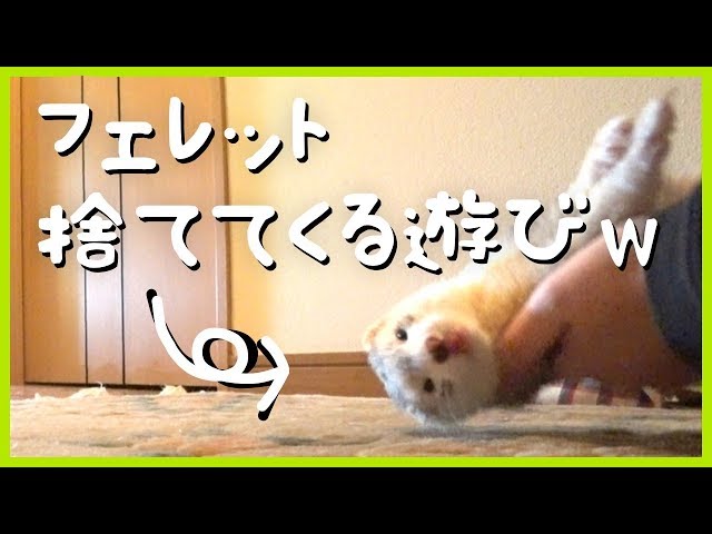 新しく考えた遊びがまさにイタチごっこ - ferret lab #166 - YouTube