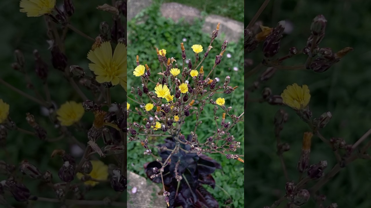 Flowering red romaine lettuce 