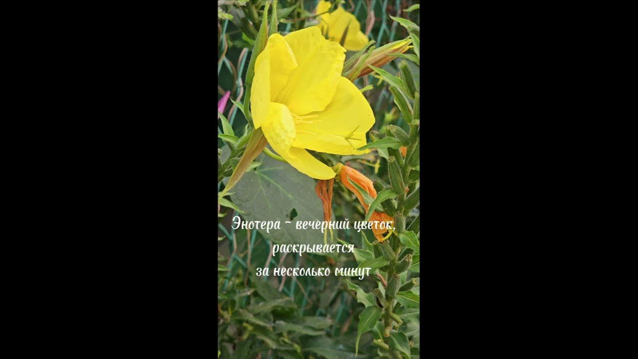 #ландшафтныйдизайн #сад #пенза #дача #садыилюди #болезнирастений # ...