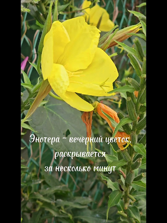 #ландшафтныйдизайн #сад #пенза #дача #садыилюди #болезнирастений # ...