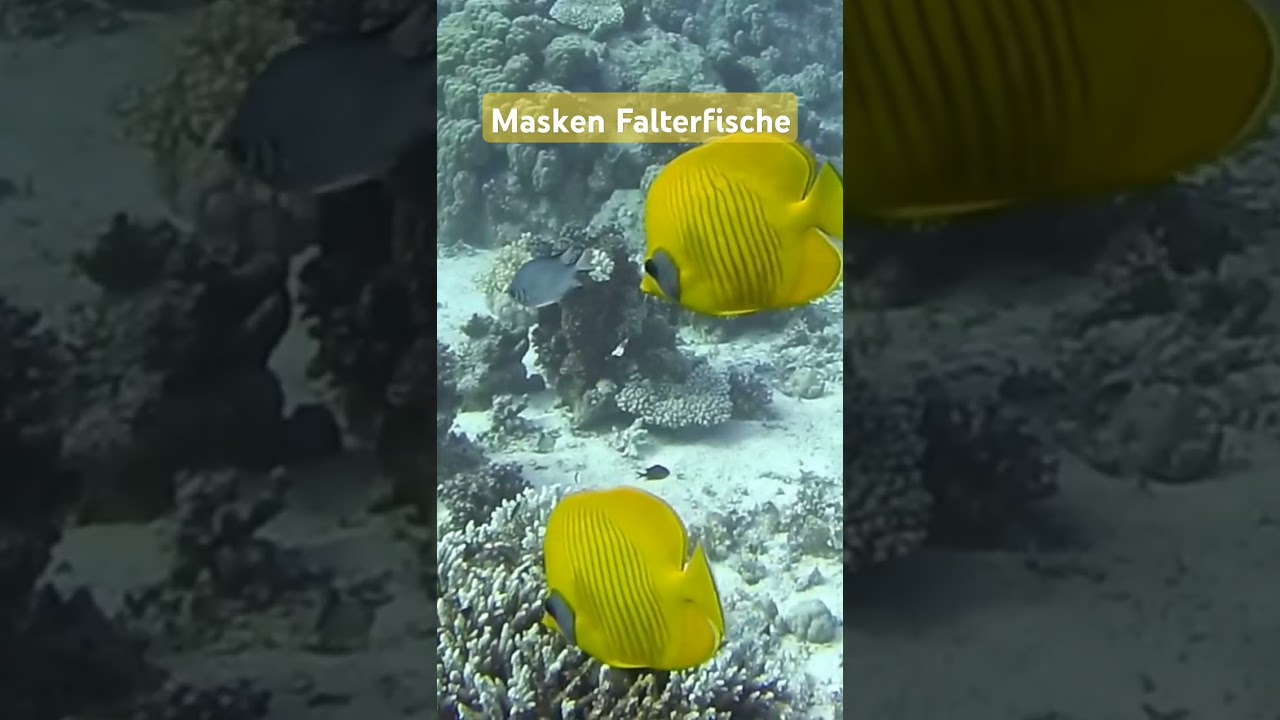 #Maskenfalterfisch