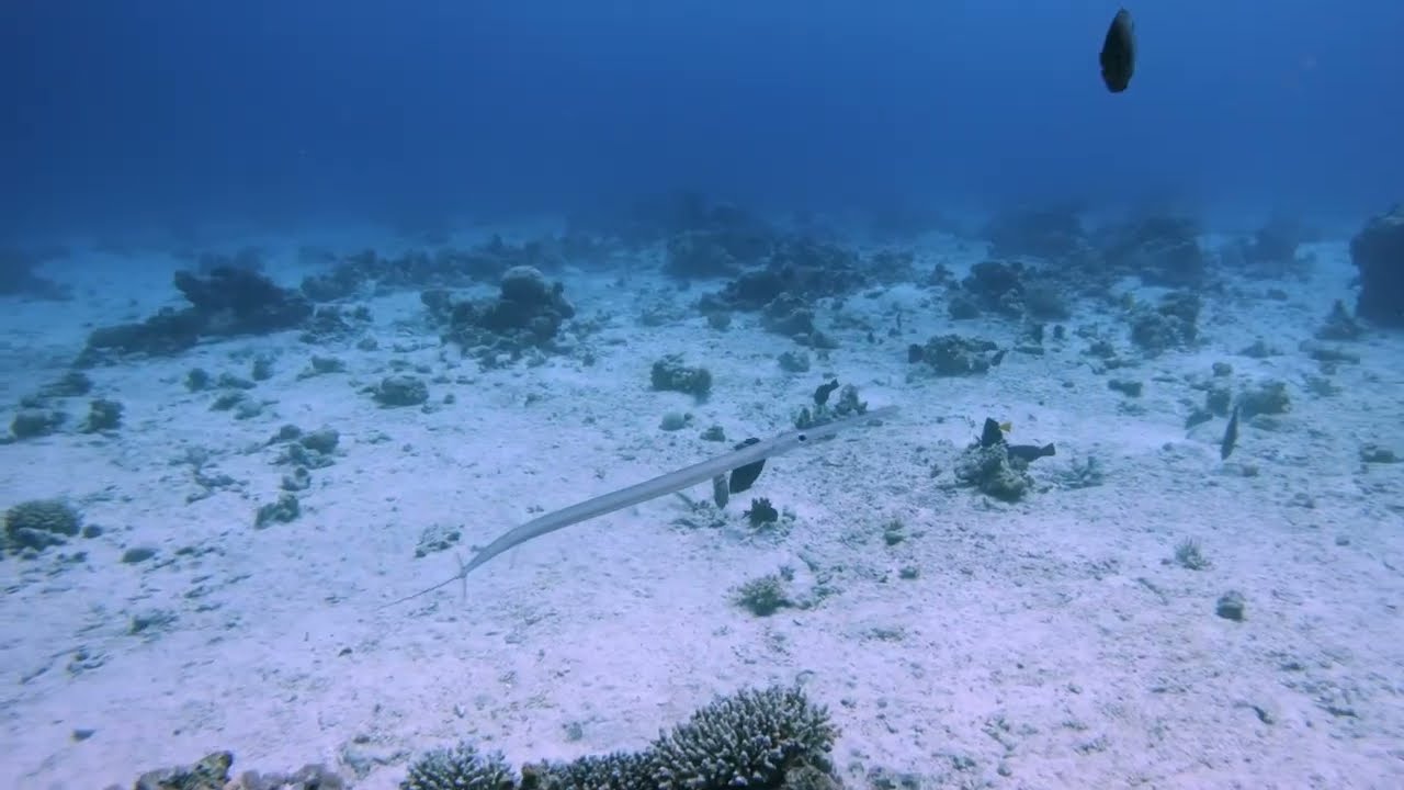 Dahab @ ScubaSeekers - Jan 2026