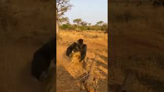 Gorilla vs lion 😲