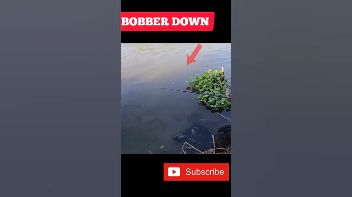 CRAZY FISH CATCH!!! #shorts