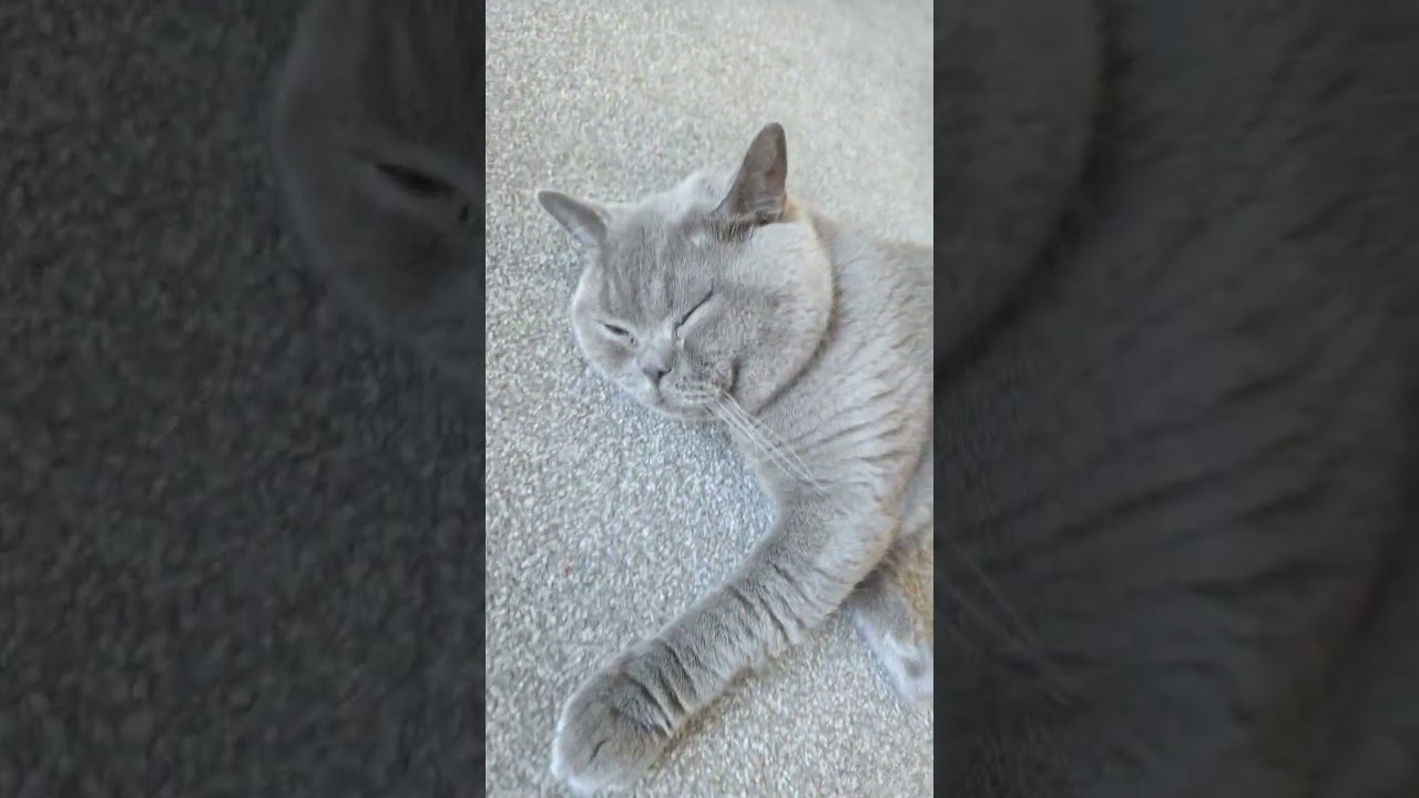 Do Cats have healing powers? 