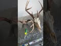 The hunting seasons come and go, memories last forever. #hunting #bigbucks #antlers