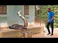 She Turned Into A Snake While Trying To Protect Her Husband From Danger But He Sent Her Packing #NG
