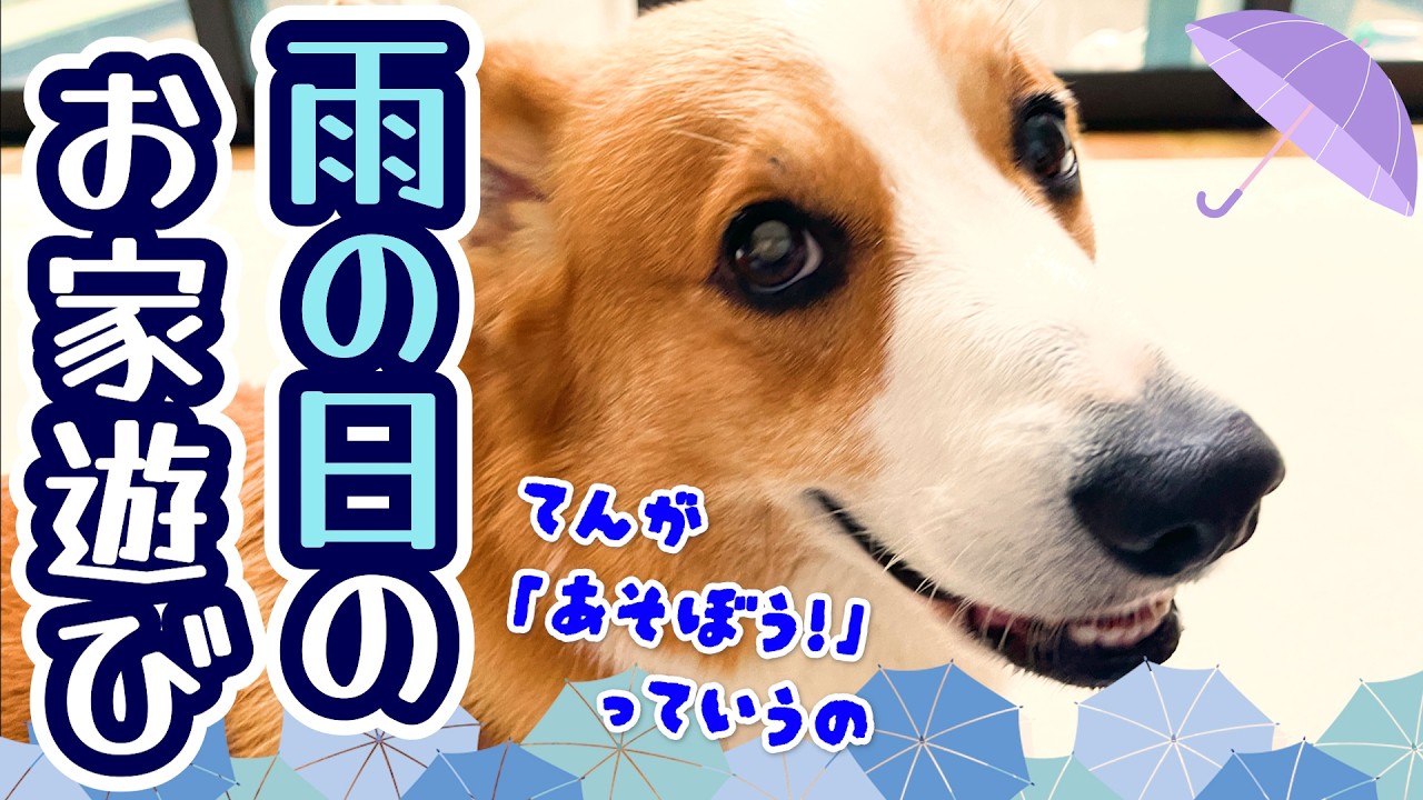 コーギー】雨の日はいつもより騒がしくなりがちなわが家😅お散歩短く
