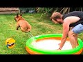 Funny and cute dogss   funniest animals compilation 2023  pets island